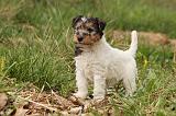 FOX TERRIER 550